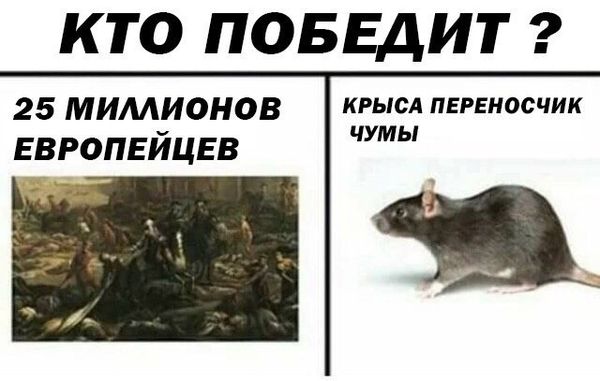 Дератизация от грызунов от крыс и мышей в Казани