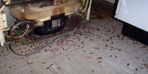 Поморить тараканов в квартире в Казани, цены
