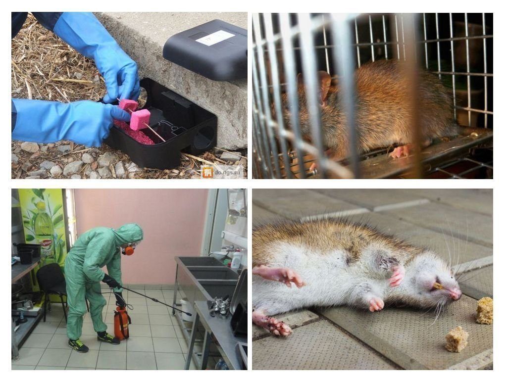 Дератизация от грызунов от крыс и мышей в Казани