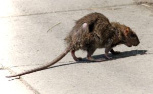 Фирма по уничтожению грызунов, крыс и мышей в Казани