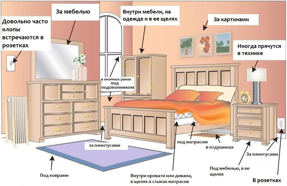 Обработка от клопов квартиры в Казани