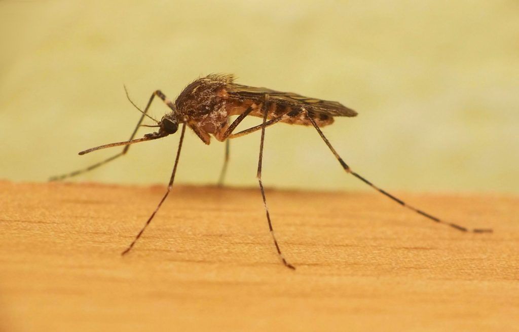 Уничтожение комаров в Казани