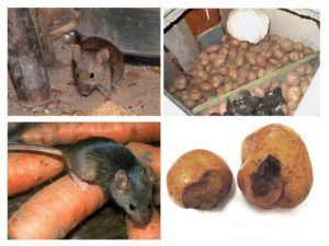 Служба по уничтожению грызунов, крыс и мышей в Казани