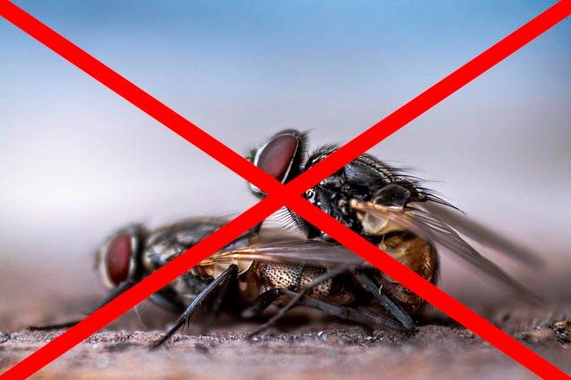 Профессиональное уничтожение мух в Казани с гарантией