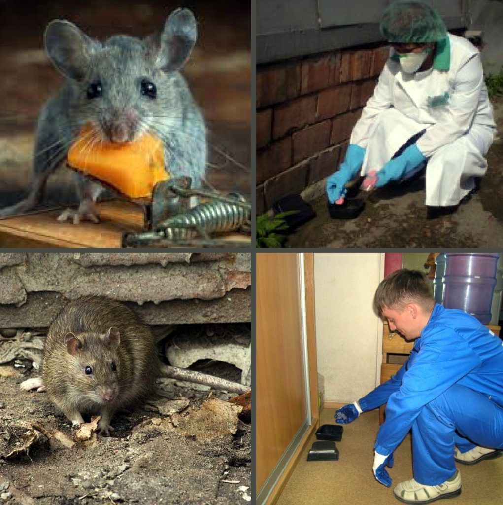 Дезинфекция от грызунов, крыс и мышей в Казани