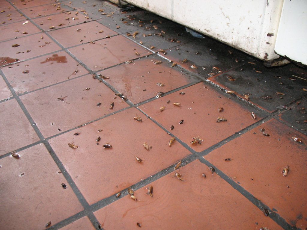 Уничтожение тараканов в квартире в Казани 