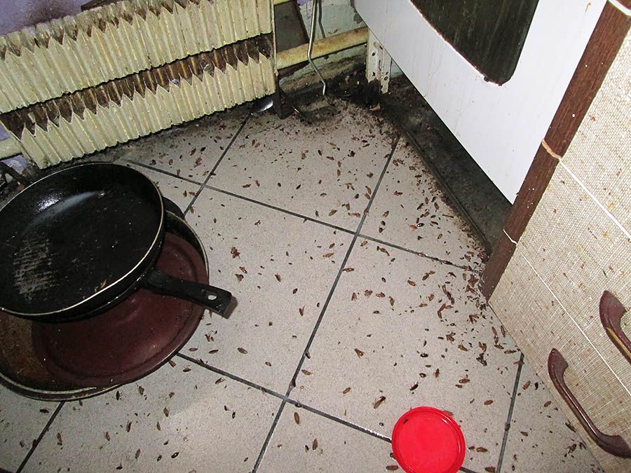 Санэпидемстанция от тараканов в Казани, вызвать, цены